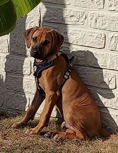 Rhodesian Ridgeback-Beitrag-Bild