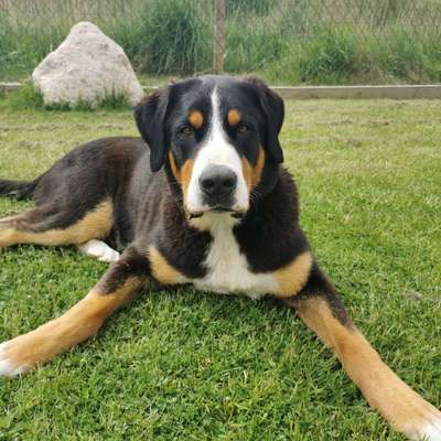 Hundetreffen-Spielen, toben, Spaß haben-Bild