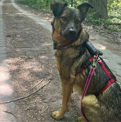 Hundetreffen-Hundetreffen-Bild