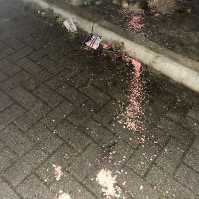 Giftköder-Rattengift-Bild