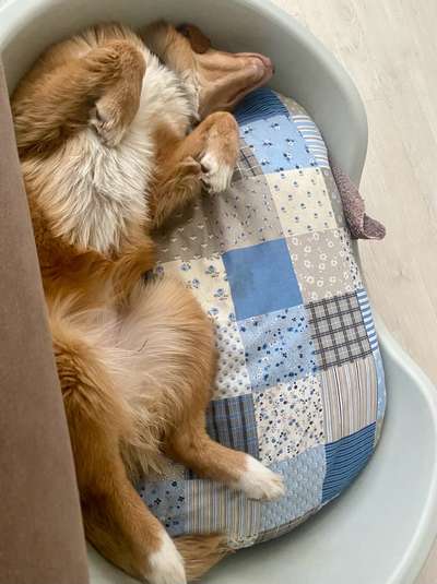 Dogorama Photo Challenge - Zeigt her eure Bäuche-Beitrag-Bild