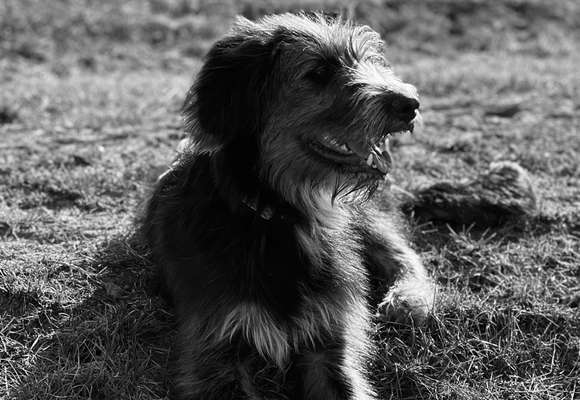 Foto-Challenge 76: Foto in Schwarz-Weiss-Beitrag-Bild