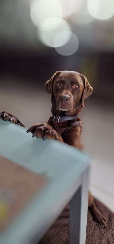 Labradorfans-Beitrag-Bild