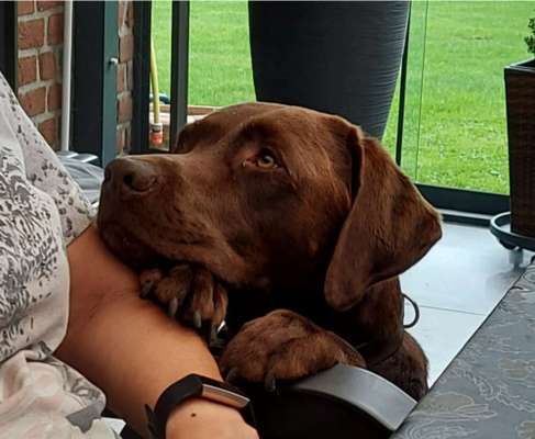 Labradorfans-Beitrag-Bild