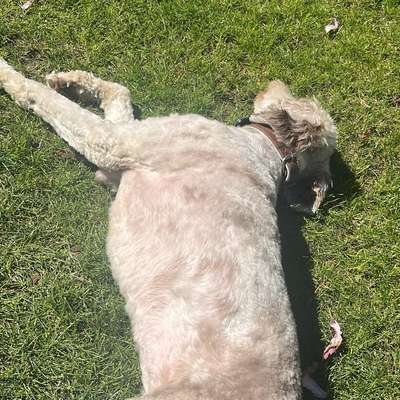 Hundetreffen-Entspannte gassi Runden ca 5km-Bild