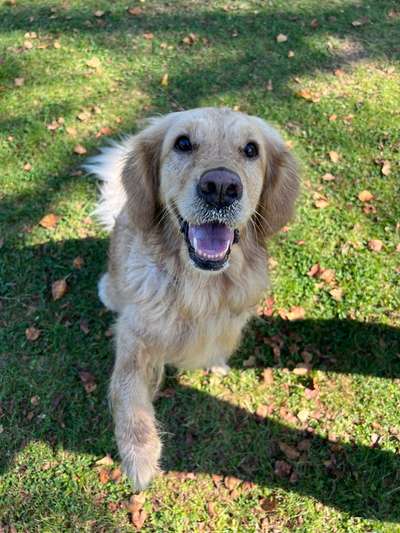 Hundetreffen-Gemeinsame Runden-Bild