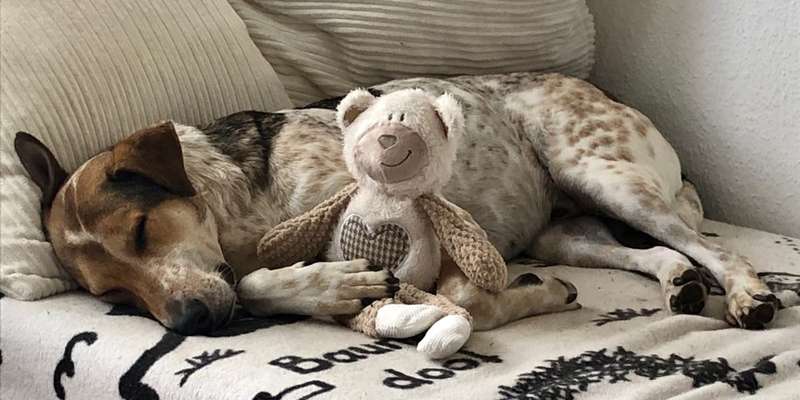 Mischlingshunde Foto Aufruf-Beitrag-Bild