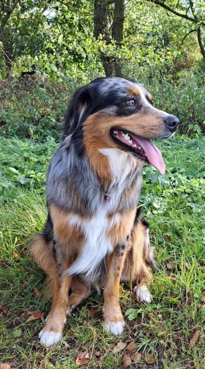 Hundetreffen-Hundekontakt jeglicher Art 🦁-Bild