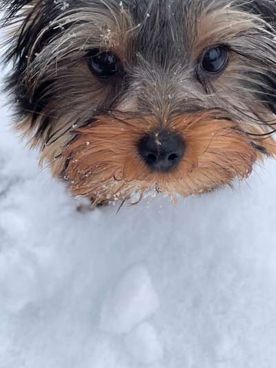 Fotochallenge 61 ~ Schnee-Beitrag-Bild