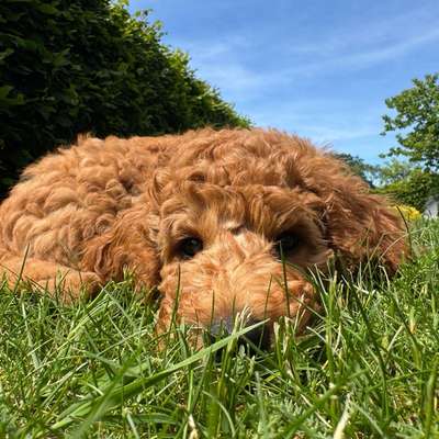 Hundetreffen-Spielkameraden gesucht-Bild