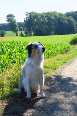 Hundeauslaufgebiet-Niederhofener Wald-Bild