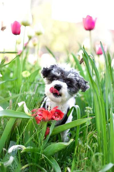 Die Dogorama Monats Challenge "Es grünt und blüht"-Beitrag-Bild