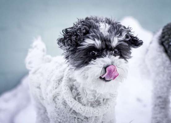 Maltipoo Freunde-Beitrag-Bild