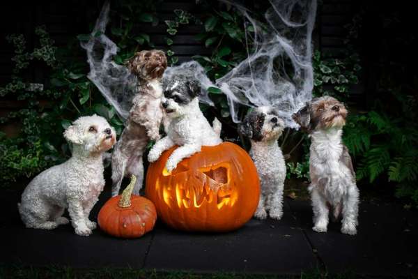 Die Dogorama Kalender Challenge Teil 1/4-Beitrag-Bild