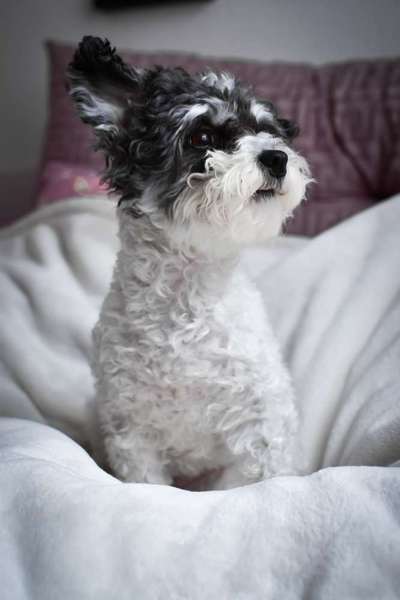 Maltipoo Freunde-Beitrag-Bild