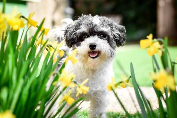 Zeigt her eure Pudel und Pudelmischlinge (:-Beitrag-Bild