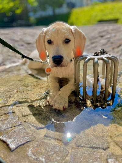 Hundetreffen-Spiel und Gassi Kumpels gesucht 🥰-Bild