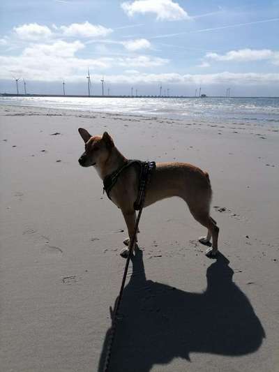 Fotochallenge Nr 50 Vom Winde verweht-Beitrag-Bild