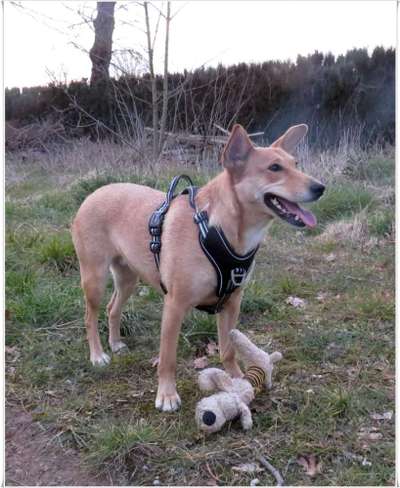 Mischlinge raten - Rätselspaß-Beitrag-Bild