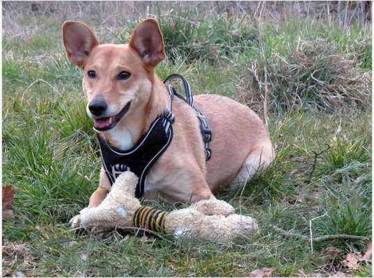 Dogorama Photo Challenge - Der Frühling kommt-Beitrag-Bild