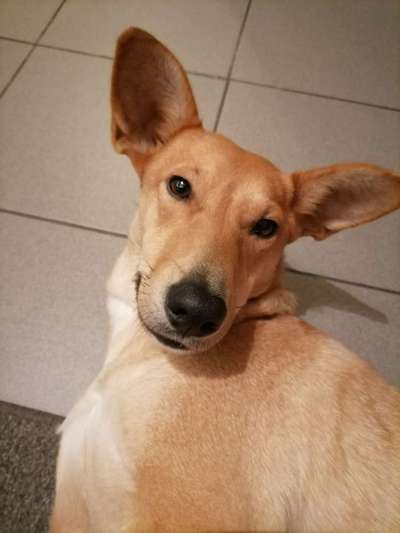 Dogorama Photo Challenge - Einmal lächeln bitte-Beitrag-Bild