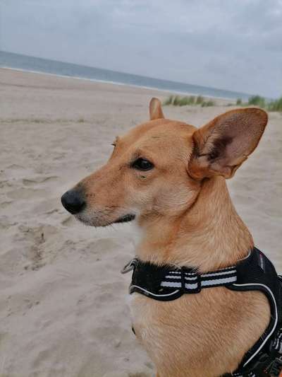 Die Dogorama Kalender Challenge Titelbild-Beitrag-Bild