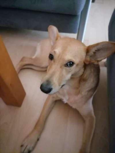 Dogorama Photo Challenge - Hundeblick zum hinschmelzen-Beitrag-Bild