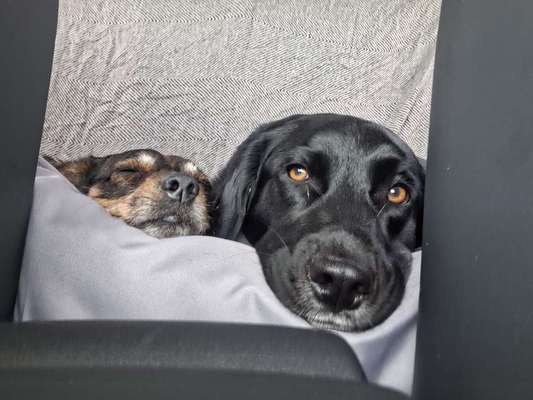 Hundetreffen-Socialwalk am Hainer See-Bild