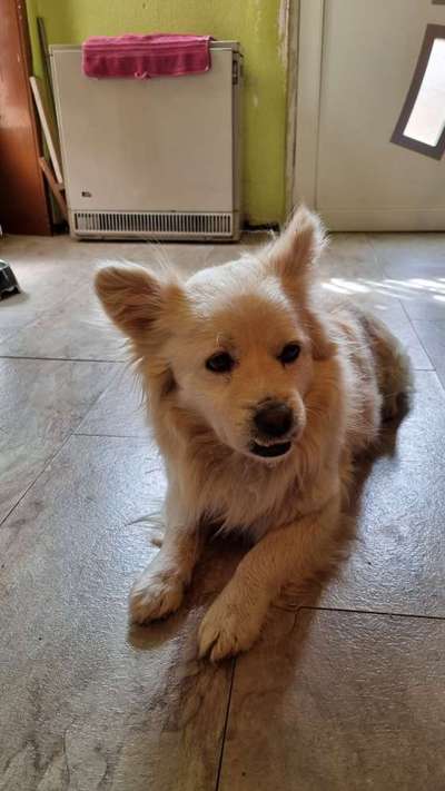 Hundetreffen-Gassie Gehrunde/Spielpartner-Bild