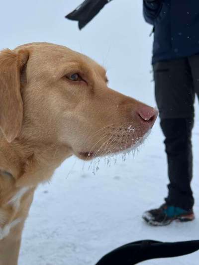 Hundetreffen-Gassirunde Prinzenpark, Riddagshausen, Oker Auen Veltenhof,...-Bild