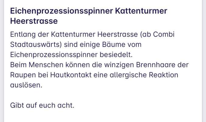 Giftköder-Eichenprozessionsspinner-Bild