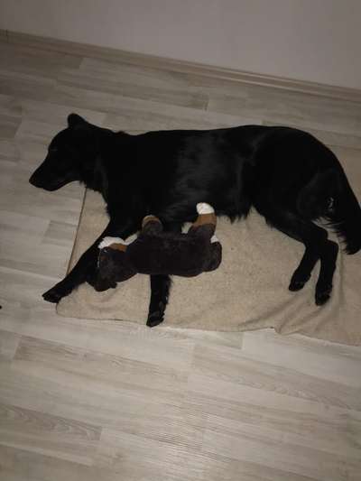 Flat Coated Retriever-Beitrag-Bild