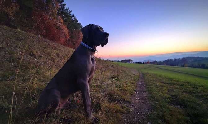 Reinrassige Hunde?-Beitrag-Bild