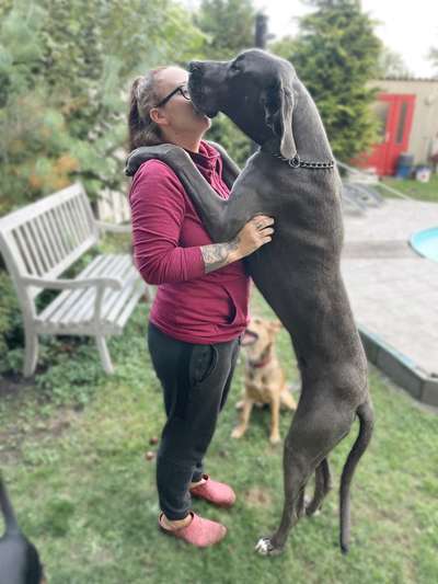 Deutsche Doggen Besitzer zeigt euch-Beitrag-Bild