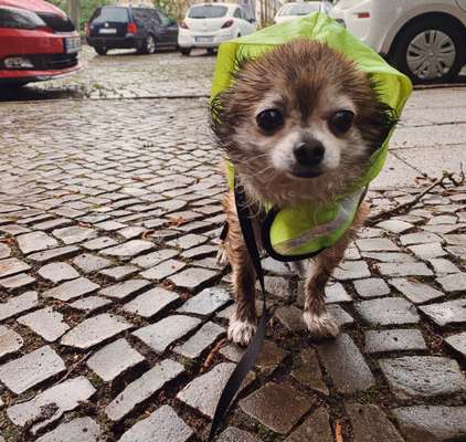 Die Dogorama Wochen Challenge: “Regenspaziergänge"-Beitrag-Bild