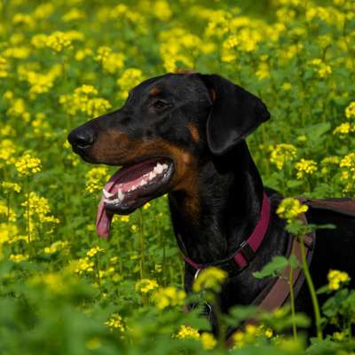 Hundetreffen-Gassirunde in Nettetal-Bild