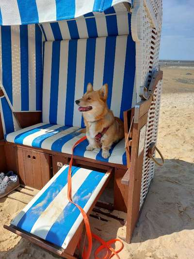 Handy Fotochallenge Nr. 52: Dein Hund mit blauem Himmel-Beitrag-Bild