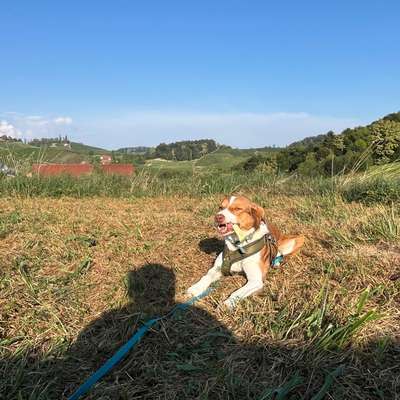 Hundetreffen-Gemeinsame Trainingsspaziergänge-Bild
