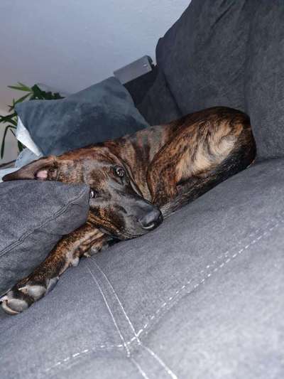 Seltsames Verhalten-Beitrag-Bild