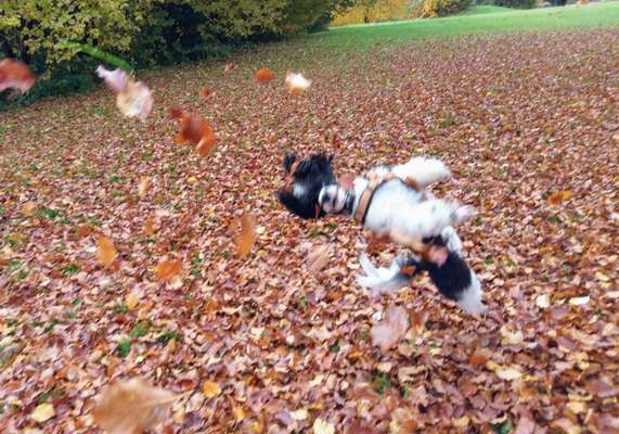 Die Dogorama Wochen Challenge-Beitrag-Bild