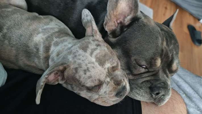 Hundetreffen-Welpen & Junghundtreffen-Bild