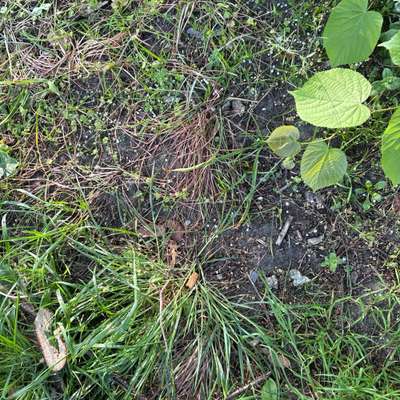 Giftköder-Weisse Körner (Rattengift???)-Bild