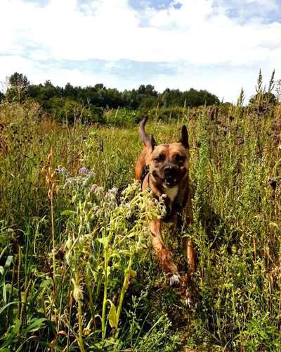 Dogorama Photo Challenge - Einmal lächeln bitte-Beitrag-Bild