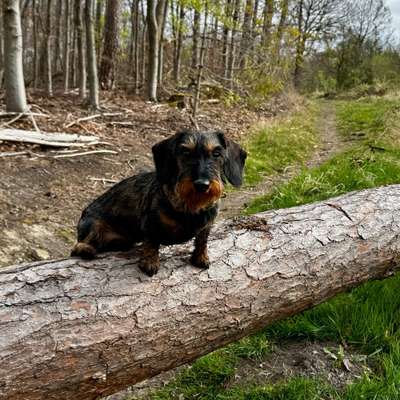 Hundetreffen-Dackel sucht Dackel-Bild
