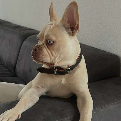 Hundetreffen-Welpen Treffen Köln Esch-Bild