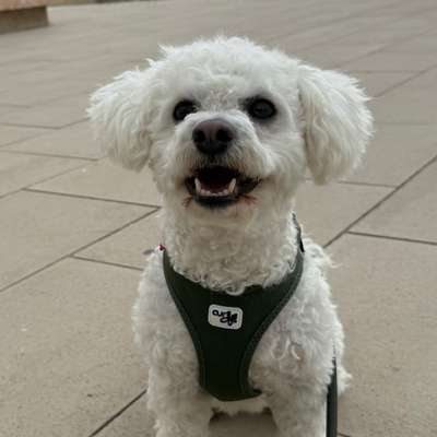 Hundetreffen-Spaziergang und toben-Bild