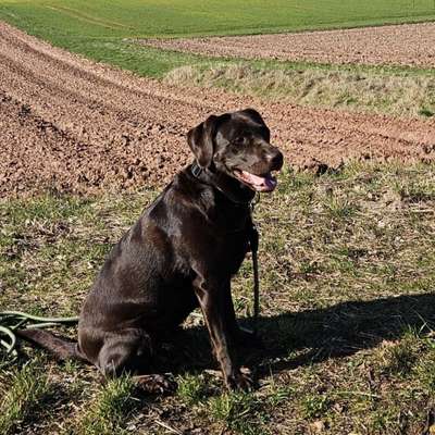 Hundetreffen-Eschwege Hunde spielen-Bild