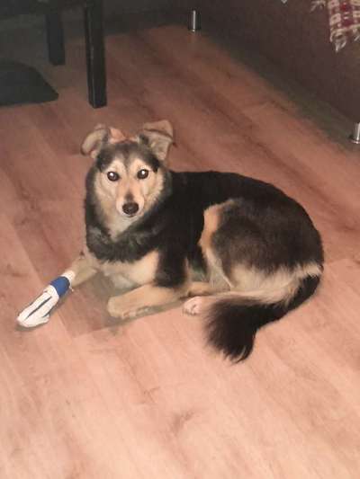 Hundetreffen-Gassirunde in Gross Karben-Bild