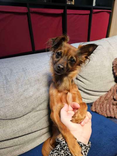 Dogorama Photo Challenge - Details Ganz nah-Beitrag-Bild