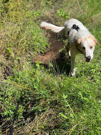 Hundetreffen-Sozialisierungstraining-Bild